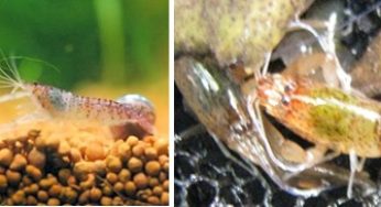 熱帯魚とシュリンプの混泳 淡水エビ シュリンプ の飼育